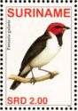 Red-capped Cardinal (Paroaria gularis)